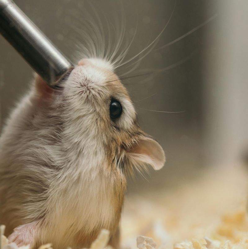 New Year, New Toys: Top Picks for Your Pets in 2024