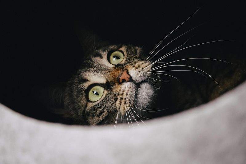 Paws & Whiskers Haven - Image 10
