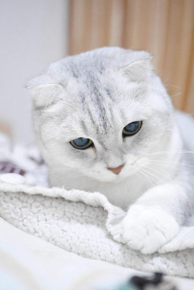 Paws & Whiskers Haven - Image 13