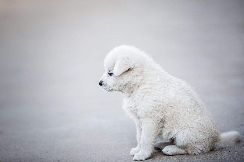 Paws & Whiskers Haven - Image 14
