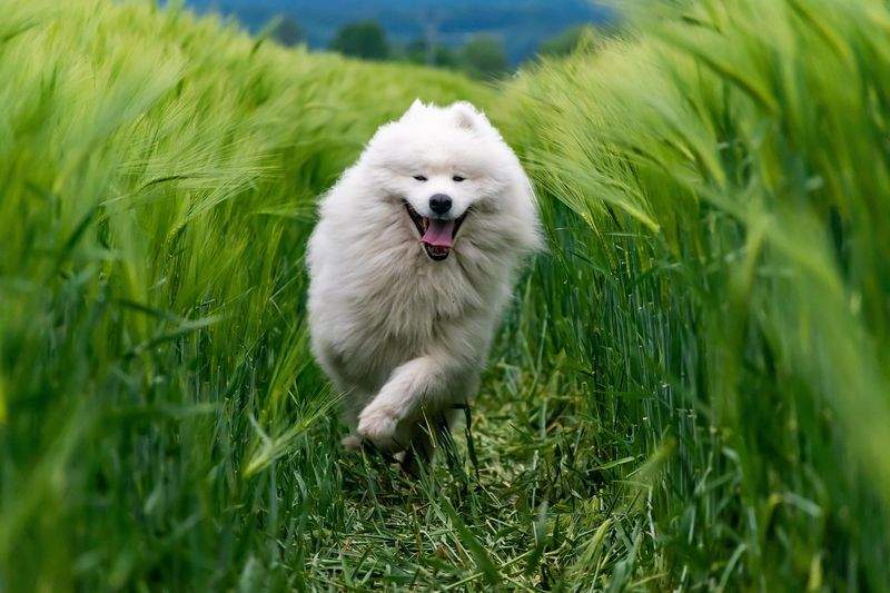 Paws & Whiskers Haven - Image 2