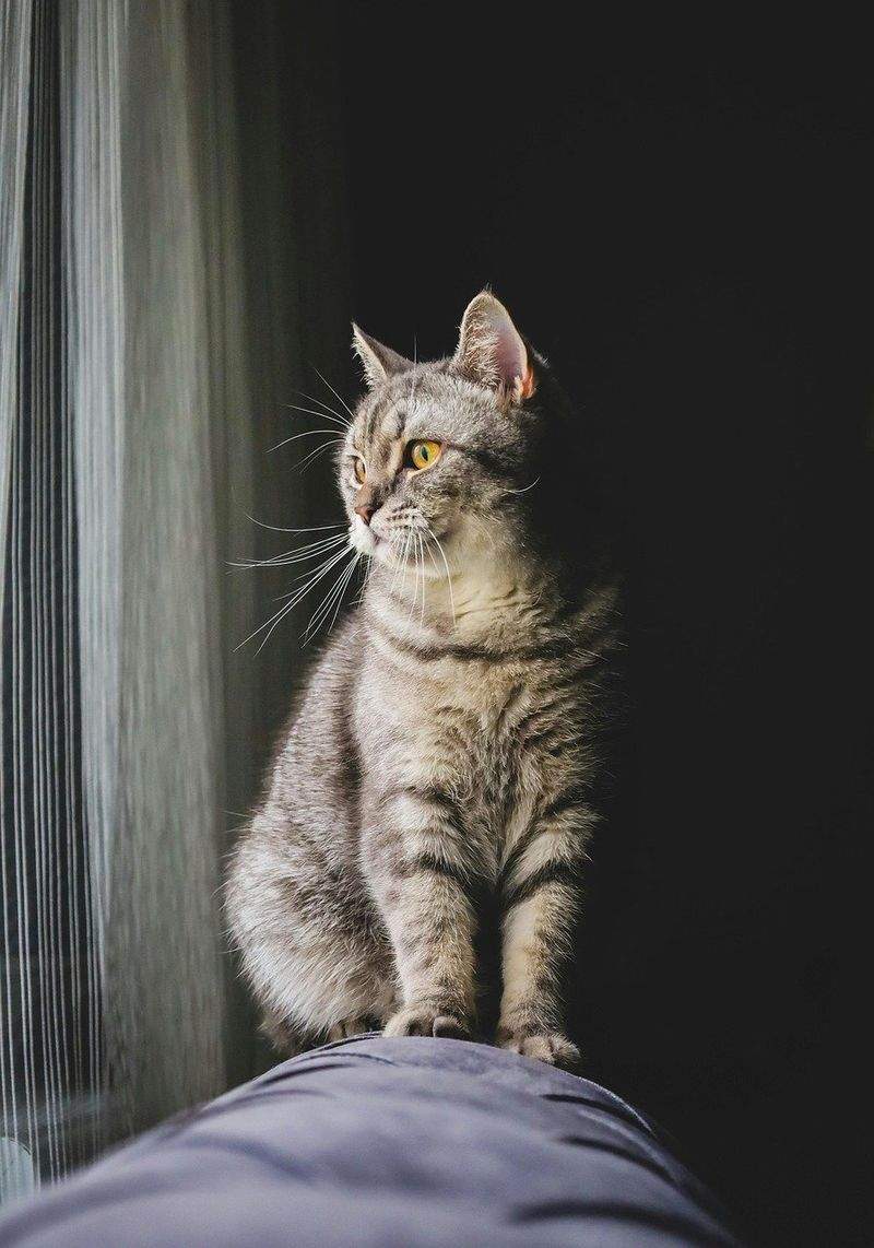 Paws & Whiskers Haven - Image 4