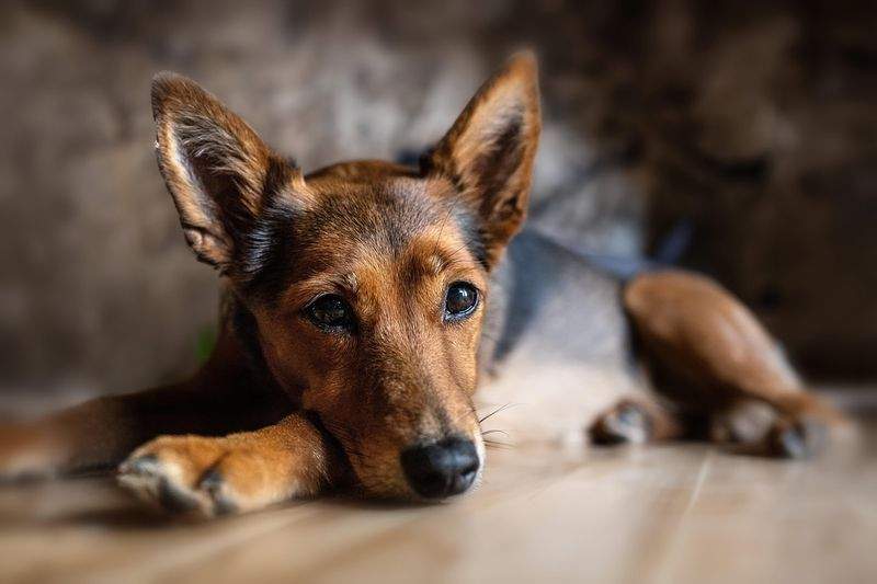 Paws & Whiskers Haven - Image 5