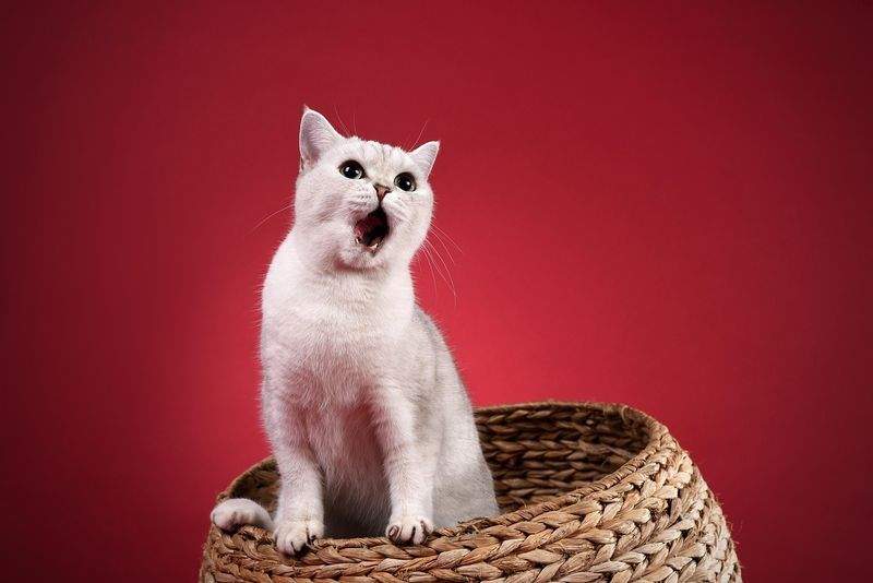 Paws & Whiskers Haven - Image 7